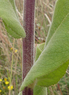 Verbascum x angulosum