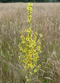 Verbascum x angulosum