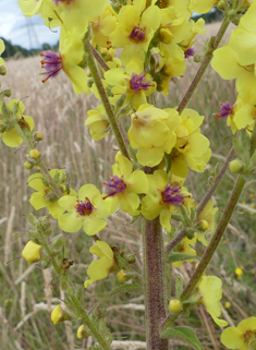 Verbascum x angulosum