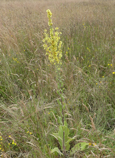 Verbascum x angulosum