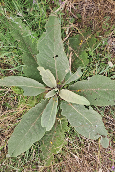 Verbascum x godronii