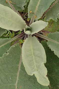 Verbascum x godronii