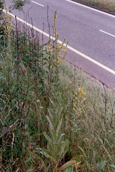 Verbascum x godronii