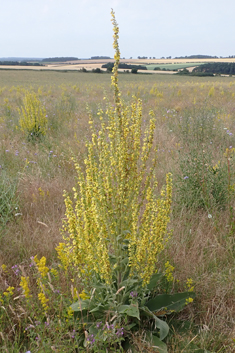 Verbascum x mixtum
