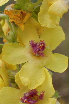 Verbascum x mixtum