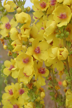 Verbascum x mixtum