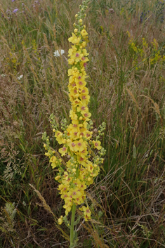 Verbascum x mixtum