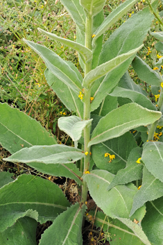 Verbascum x semialbum