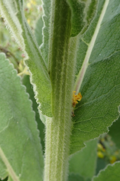 Verbascum x semialbum