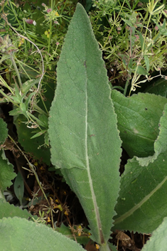 Verbascum x semialbum