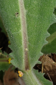 Verbascum x semialbum