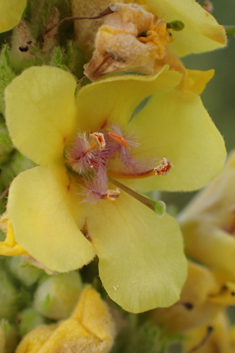 Verbascum x semialbum
