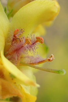 Verbascum x semialbum