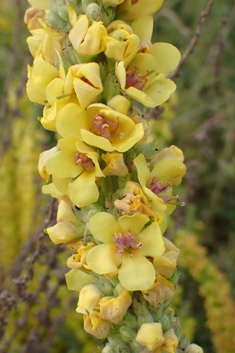 Verbascum x semialbum