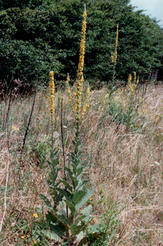 Verbascum x semialbum