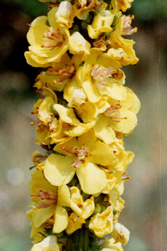 Verbascum x semialbum