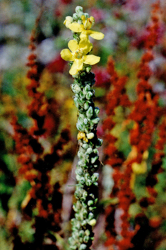 Verbascum x thapsi