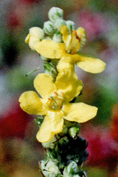 Verbascum x thapsi