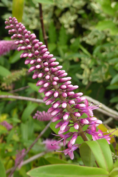 Veronica 'Great Orme