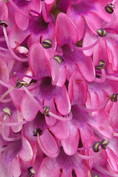 Veronica 'Great Orme