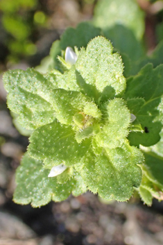 Green Field Speedwell