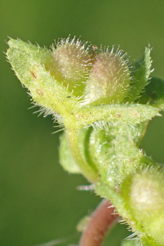 Green Field Speedwell