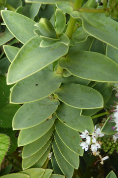 Veronica albicans