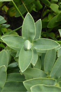 Veronica albicans