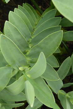 Veronica albicans
