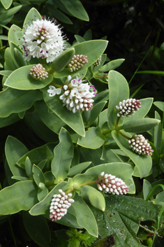 Veronica albicans