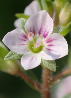 Pink Water Speedwell