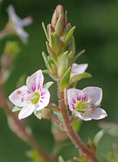 Pink Water Speedwell