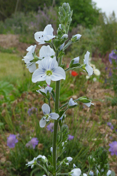 Gentian Speedwell