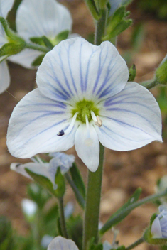 Gentian Speedwell