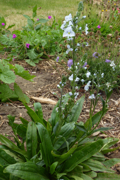 Gentian Speedwell