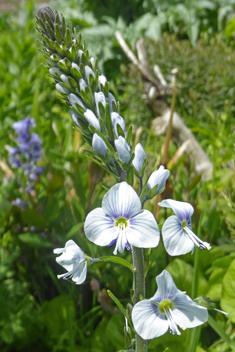 Gentian Speedwell