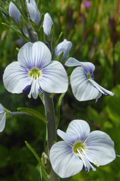 Gentian Speedwell