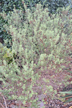 Glaucous-leaved Hebe