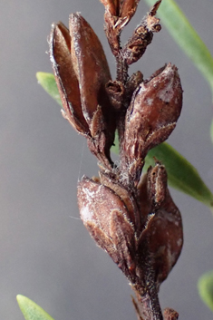 Glaucous-leaved Hebe