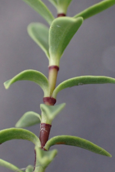 Glaucous-leaved Hebe
