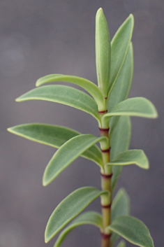 Glaucous-leaved Hebe