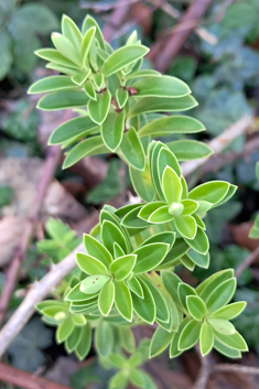 Veronica rakaiensis