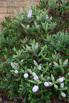 Veronica 'Wiri Image