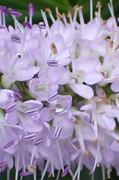 Veronica 'Wiri Image