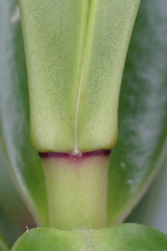 Veronica 'Wiri Image