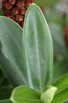 Veronica 'Wiri Image