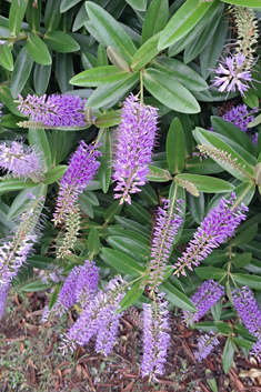 Veronica 'Wiri Image