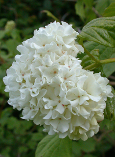 Cultivated Guelder-rose