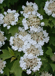 Guelder-rose