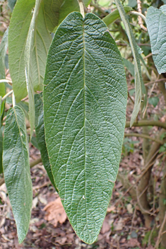 Wrinkled Viburnum